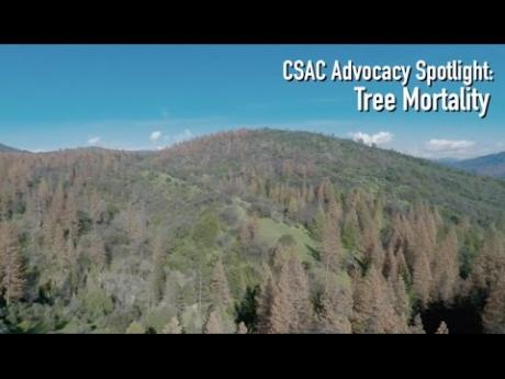 CSAC Advocacy Spotlight: Tree Mortality
