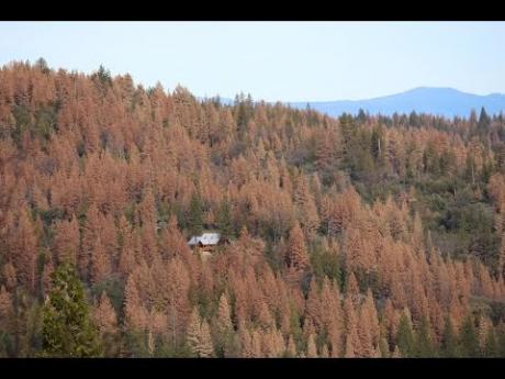 Tree Mortality Continues to Spread in California